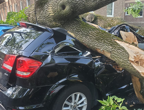 A Cut Above Tree Service - South Jersey Emergency Storm Tree Damage