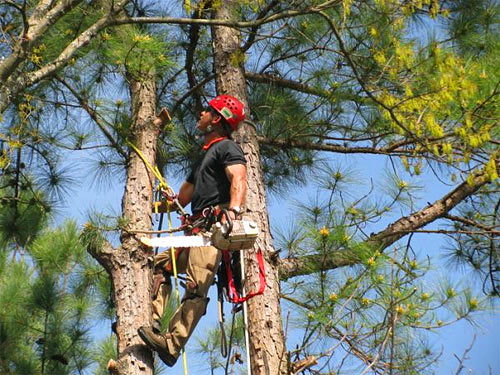 Tree Removal Service in Gibbsboro NJ 08026 - A Cut Above Tree Service