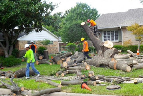 A Cut Above Tree Service - Evesham NJ Tree Removal