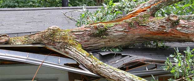 South Jersey Emergency Tree Storm Damage