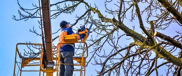 South Jersey Tree Pruning & Trimming